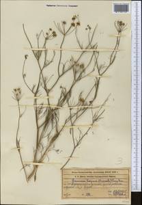 Elwendia capusii (Franch.) Pimenov & Kljuykov, Middle Asia, Syr-Darian deserts & Kyzylkum (M7) (Kazakhstan)