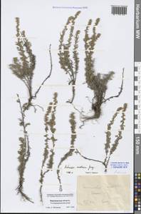 Artemisia austriaca Jacq., Eastern Europe, Central forest-and-steppe region (E6) (Russia)