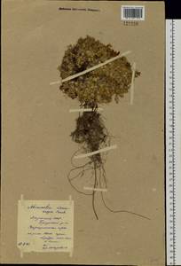 Pseudocherleria macrocarpa (Pursh) Dillenb. & Kadereit, Siberia, Yakutia (S5) (Russia)