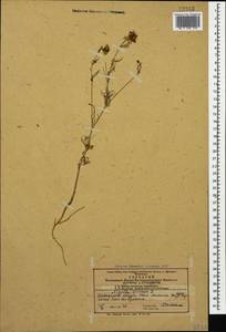 Nigella arvensis L., Caucasus, Azerbaijan (K6) (Azerbaijan)