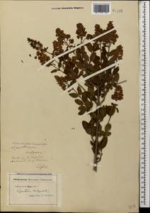 Ligustrum vulgare L., Caucasus, Georgia (K4) (Georgia)