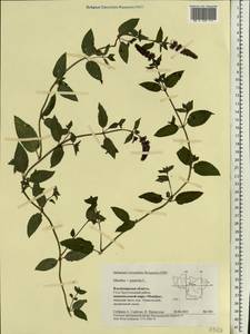 Mentha × piperita L., Eastern Europe, Central region (E4) (Russia)