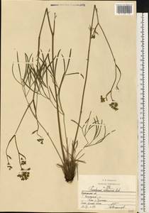 Peucedanum ruthenicum M.Bieb., Eastern Europe, Central forest-and-steppe region (E6) (Russia)