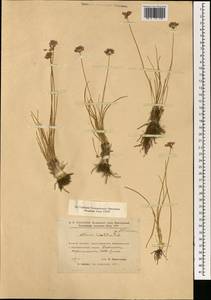 Allium bidentatum Fisch. ex Prokh. & Ikonn.-Gal., Mongolia (MONG) (Mongolia)