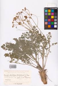 Prangos odontalgica (Pall.) Herrnst. & Heyn, Middle Asia, Caspian Ustyurt & Northern Aralia (M8) (Kazakhstan)