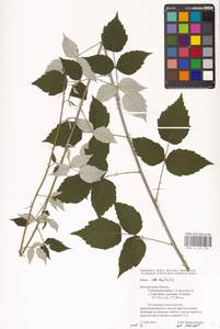 Rubus occidentalis L., Eastern Europe, Central forest-and-steppe region (E6) (Russia)