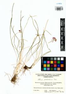 Allium prostratum Trevir., Siberia, Baikal & Transbaikal region (S4) (Russia)