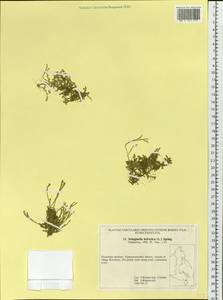 Lycopodioides helvetica (L.) Kuntze, Siberia, Russian Far East (S6) (Russia)