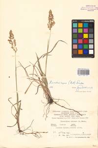 Anthoxanthum repens (Host) Veldkamp, Eastern Europe, Lower Volga region (E9) (Russia)