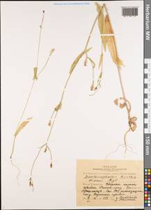 Acanthocephalus benthamianus Regel & Schmalh., Middle Asia, Pamir & Pamiro-Alai (M2) (Tajikistan)