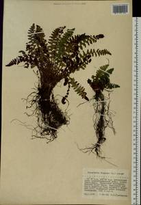 Dryopteris fragrans (L.) Schott, Siberia, Russian Far East (S6) (Russia)