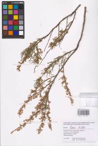 Tamarix laxa Willd., Middle Asia, Caspian Ustyurt & Northern Aralia (M8) (Kazakhstan)