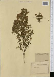 Tripolium pannonicum (Jacq.) Dobrocz., Botanic gardens and arboreta (GARD) (Russia)