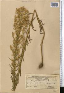 Erigeron canadensis L., Middle Asia, Western Tian Shan & Karatau (M3) (Kazakhstan)