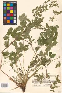 Potentilla supina L., Eastern Europe, Moscow region (E4a) (Russia)