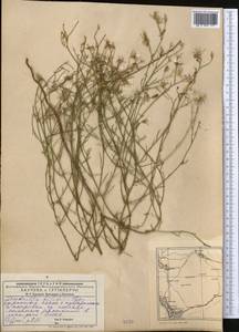 Chondrilla brevirostris Fisch. & C. A. Mey., Middle Asia, Caspian Ustyurt & Northern Aralia (M8) (Kazakhstan)