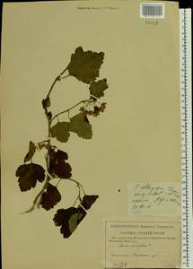 Physocarpus opulifolius (L.) Maxim., Eastern Europe, Middle Volga region (E8) (Russia)