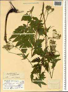 Chaerophyllum aureum L., Caucasus, North Ossetia, Ingushetia & Chechnya (K1c) (Russia)