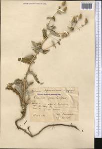 Cousinia pseudaffinis Kult., Middle Asia, Caspian Ustyurt & Northern Aralia (M8) (Kazakhstan)