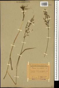 Bromus commutatus Schrad., Caucasus, Azerbaijan (K6) (Azerbaijan)