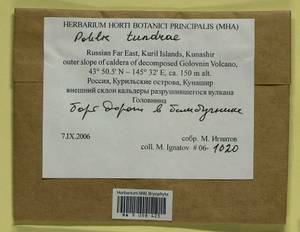 Pohlia tundrae A.J. Shaw, Bryophytes, Bryophytes - Russian Far East (excl. Chukotka & Kamchatka) (B20) (Russia)