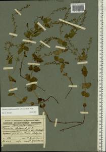 Veronica vindobonensis (M. Fisch.) M. Fisch., Eastern Europe, Central forest-and-steppe region (E6) (Russia)