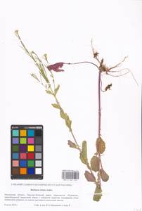 Barbarea stricta Andrz., Eastern Europe, Moscow region (E4a) (Russia)