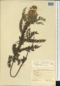 Sophora alopecuroides L., Caucasus, Georgia (K4) (Georgia)