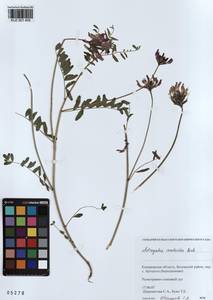 KUZ 001 455, Astragalus ceratoides M. Bieb., Siberia, Altai & Sayany Mountains (S2) (Russia)