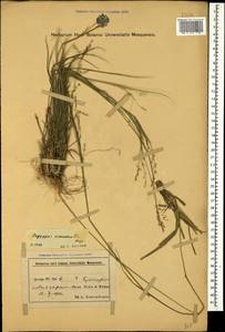 Achnatherum virescens (Trin.) Banfi, Galasso & Bartolucci, Caucasus, Azerbaijan (K6) (Azerbaijan)