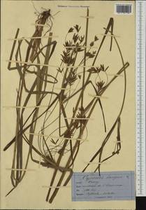 Cyperus longus L., Western Europe (EUR) (Not classified)