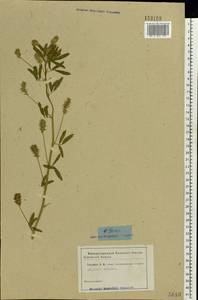 Trigonella caerulea (L.)Ser., Eastern Europe, Rostov Oblast (E12a) (Russia)