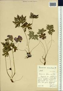 Geranium erianthum DC., Siberia, Russian Far East (S6) (Russia)