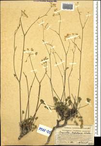 Pimpinella tragium Vill., Caucasus, Azerbaijan (K6) (Azerbaijan)
