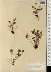 Aleuritopteris argentea (S. G. Gmel.) Fée, Mongolia (MONG) (Mongolia)
