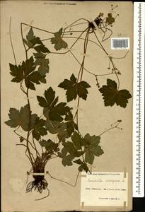 Sanicula europaea L., Caucasus, Azerbaijan (K6) (Azerbaijan)