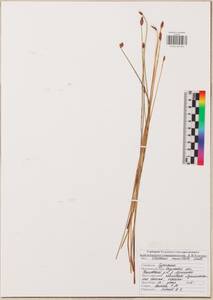 Eleocharis mamillata (H.Lindb.) H.Lindb., Eastern Europe, Central region (E4) (Russia)