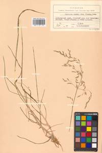 Glyceria leptorhiza (Maxim.) Kom., Siberia, Russian Far East (S6) (Russia)