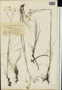 Eremogone saxatilis (L.) Ikonn., Eastern Europe, Moscow region (E4a) (Russia)