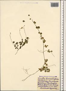 Linnaea borealis L., Caucasus, Stavropol Krai, Karachay-Cherkessia & Kabardino-Balkaria (K1b) (Russia)