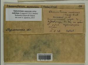 Niphotrichum canescens (Hedw.) Bedn.-Ochyra & Ochyra, Bryophytes, Bryophytes - Karelia, Leningrad & Murmansk Oblasts (B4) (Russia)