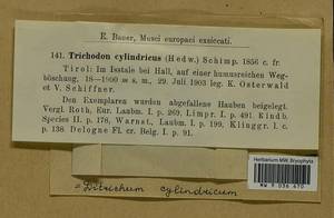 Trichodon cylindricus (Hedw.) Schimp., Bryophytes, Bryophytes - Western Europe (BEu) (Austria)