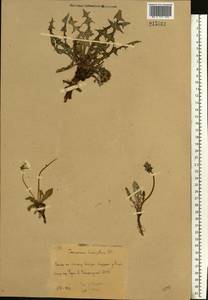 Taraxacum erythrospermum Andrz. ex Besser, Eastern Europe, Eastern region (E10) (Russia)