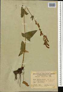 Rumex arifolius All., Caucasus, South Ossetia (K4b) (South Ossetia)