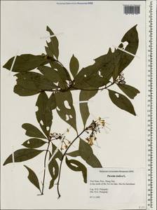 Pavetta indica L., South Asia, South Asia (Asia outside ex-Soviet states and Mongolia) (ASIA) (Vietnam)
