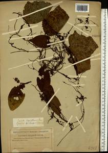 Cuscuta lupuliformis Krock., Eastern Europe, Central forest-and-steppe region (E6) (Russia)