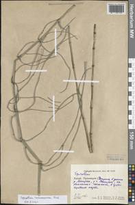 Equisetum ramosissimum Desf., South Asia, South Asia (Asia outside ex-Soviet states and Mongolia) (ASIA) (China)