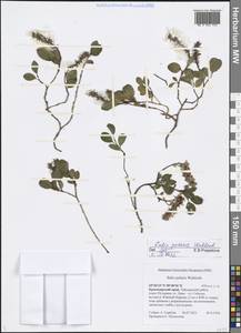 Salix polaris Wahlenb., Siberia, Central Siberia (S3) (Russia)