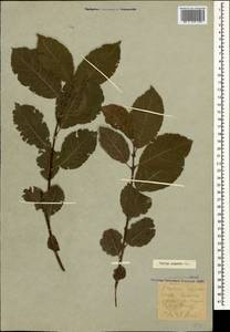 Salix caprea L., Caucasus, Krasnodar Krai & Adygea (K1a) (Russia)