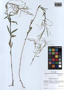 Epilobium palustre L., Siberia, Altai & Sayany Mountains (S2) (Russia)